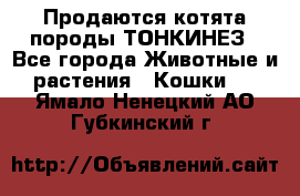 Продаются котята породы ТОНКИНЕЗ - Все города Животные и растения » Кошки   . Ямало-Ненецкий АО,Губкинский г.